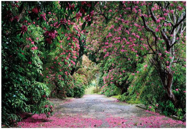 Komar Wicklow Park 254 x 368 cm (8-985)