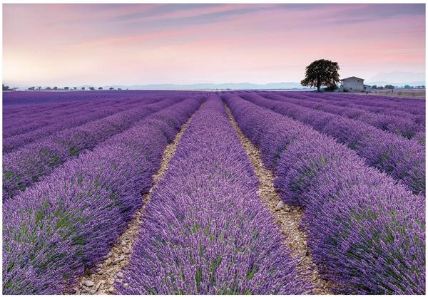 Komar Provence ()