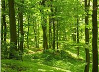 Papermoon Fototapete "Forest in Spring" glatt