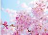Papermoon Fototapete »Cherry Blossom«
