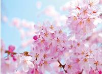Papermoon Fototapete "Cherry Blossom" glatt