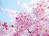 PaperMoon Cherry Blossom 350x260 cm