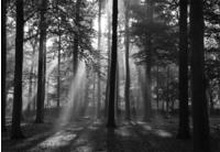 Papermoon Fototapete "Forrest morning in black & white" glatt