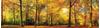Papermoon Fototapete »Autum Forrest Panorama«, matt