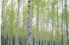 PaperMoon Birch Forest 250 x 180 cm