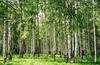 PaperMoon Birch Forest 350 x 260 cm