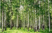 Papermoon Fototapete "Birch Forest" glatt