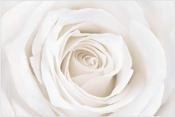 Apalis Pretty White Rose 2,25 x 3,36m (94773-2)
