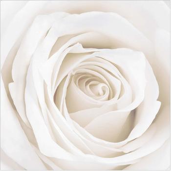 Apalis Pretty White Rose 3,36 x 3,36m (95436-4)
