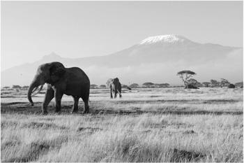 Apalis Elefanten vor dem Kilimanjaro in Kenya II 1,9 x 2,88m (94610-1)