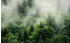 Komar Pure Forest Land 400 x 250 cm