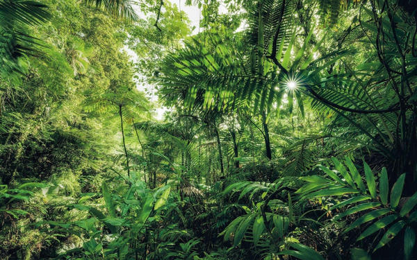 Komar Hefele Into the Jungle 400 x 250 cm