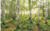 Komar Birch Trees 400 x 250 cm