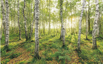 Komar Birch Trees 400 x 250 cm