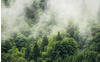 Komar Hefele Forest Land 400 x 250 cm