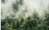 Komar Hefele Forest Land 400 x 250 cm