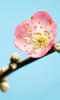 Komar Vliestapete »Peach Blossom«, (Breite x Höhe)