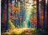 PaperMoon Autumn Forest Sun Rays 400 x 260 cm