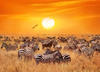 Papermoon Fototapete »African Antelopes and Zebras«