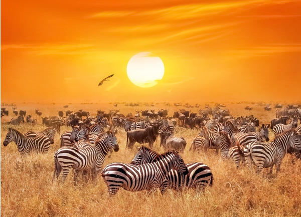 PaperMoon African Antelopes and Zebras 400 x 260 cm