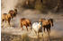 PaperMoon Wild Horses 400 x 260 cm