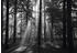 PaperMoon Forrest morning in black & white 400 x 260 cm