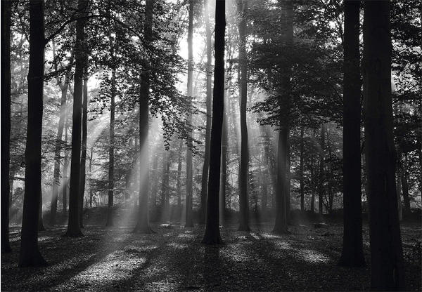 PaperMoon Forrest morning in black & white 400 x 260 cm