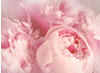 Papermoon Fototapete »Peony Flowers«