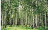 PaperMoon Birch Forest, grün 400 x 260 cm