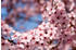 PaperMoon Springtime Flowers 400 x 260 cm