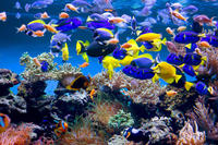 Papermoon Fototapete "Aquarium" glatt
