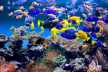 PaperMoon Aquarium 400 x 260 cm