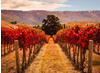 Papermoon Fototapete »Autumn Vineyard«
