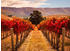 PaperMoon Autumn Vineyard 400 x 260 cm