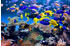 PaperMoon Aquarium 500 x 280 cm