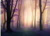 Papermoon Fototapete »Mystic Fogga Forest«