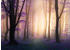 PaperMoon Mystic Fogga Forest 350 x 260 cm