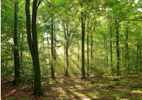 Papermoon Fototapete "Forrest morning" glatt