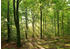PaperMoon Forrest morning 400 x 260 cm