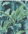 (536690) blau
