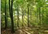 PaperMoon Forrest morning 500 x 280 cm