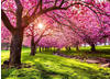 Papermoon Fototapete »Cherry Tree Blossom«