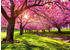 PaperMoon Cherry Tree Blossom 350 x 260 cm