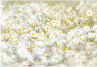 Komar Fototapete "Daisies - Gr&ouml;&szlig;e 368 x 254 cm" bedruckt glatt Wohnzimmer,