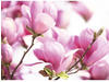 Papermoon Fototapete »Pink Magnolia«