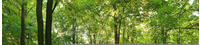 Papermoon Fototapete "Forrest morning" glatt