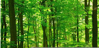 Papermoon Fototapete "Forest in Spring" glatt