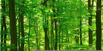 PaperMoon Forest in Spring 250 x 186 cm