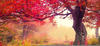 Papermoon Fototapete »Autumn Trees«