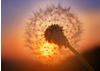 Papermoon Fototapete »Golden Sunset Dandelion«